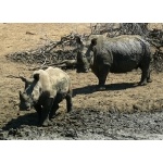 White Rhinos at waterhole. Photo by Rick Taylor. Copyright Borderland Tours. All rights reserved.