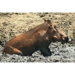 Warthog in the wallow. Photo by Rick Taylor. Copyright Borderland Tours. All rights reserved.