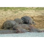 Hippos. Photo by Rick Taylor. Copyright Borderland Tours.