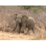 African Elephant. Photo by Mike West. All rights reserved.