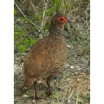 Swainson's Francolin. Photo by Rick Taylor. Copyright Borderland Tours. All rights reserved.