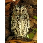 African Scops-Owl. Photo by Rick Taylor. Copyright Borderland Tours. All rights reserved.