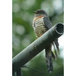 Red-chested Cuckoo at our lodge. Photo by Rick Taylor. Copyright Borderland Tours. All rights reserved.