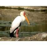 Yellow-billed Stork. Photo by Adam Riley. All rights reserved.