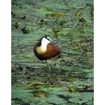 African Jacana. Photo by Rick Taylor. Copyright Borderland Tours. All rights reserved.