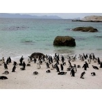 Jackass Penguins. Photo by Adam Riley. All rights reserved.