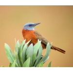 Cape Rock Thrush. Photo by Adam Riley. All rights reserved.