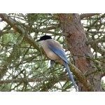 Azure-winged Magpie. Photo by Alan Miller. All rights reserved.