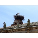 White Stork on its nest. Photo by Alan Miller. All rights reserved.