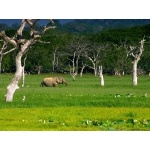 Asian Elephant in Yala National Park. Photo by David Shackelford. All rights reserved.