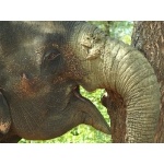 Very close Elephant in Yala National Park. Photo by Rick Taylor. Copyright Borderland Tours. All rights reserved.