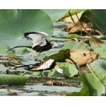 Pheasant-tailed Jacanas in nuptial plumage. Photo by Dave Semler. All rights reserved.