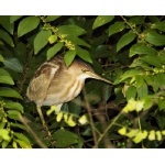 Yellow Bittern. Photo by Dave Semler. All rights reserved.