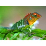 Green Garden Lizard. Photo by David Shackelford. All rights reserved.