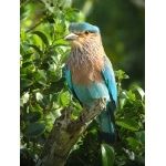 Indian Roller. Photo by Rick Taylor. Copyright Borderland Tours. All rights reserved.