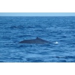 Blue Whale off the coast of Merissa. Photo by Rick Taylor. Copyright Borderland Tours. All rights reserved.