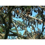 Indian Flying Fox day-roost. Photo by Rick Taylor. Copyright Borderland Tours. All rights reserved.