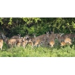 Spotted Deer. Photo by Dave Semler. All rights reserved.