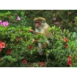 Toque Macaque. Photo by Rick Taylor. Copyright Borderland Tours. All rights reserved.