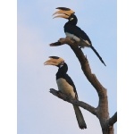Malabar Pied-Hornbill. Photo by Keith Valentine. All rights reserved.