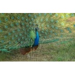 Indian Peafowl. Photo by Rick Taylor. Copyright Borderland Tours. All rights reserved.