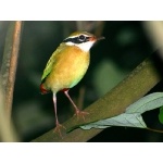Indian Pitta. Photo by David Shackelford. All rights reserved.