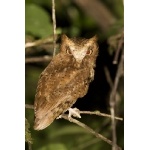 Serendib Scops-Owl. Photo by Dave Semler. All rights reserved.
