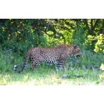 Leopard in Yala National Park. Photo by Dave Semler. All rights reserved.