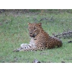 Leopard. Photo by Keith Valentine. All rights reserved.