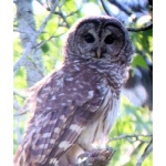 Barred Owl. Photo by Rick Taylor. Copyright Borderland Tours. All rights reserved.