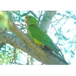 Green Parakeet. Photo by Rick Taylor. Copyright Borderland Tours. All rights reserved.