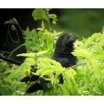 Groove-billed Ani, Sabal Palm Sanctuary. Photo by Rick Taylor. Copyright Borderland Tours. All rights reserved.  