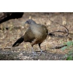 Plain Chachalaca. Photo by Joe Faulkner. All rights reserved.