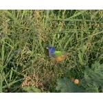 Painted Bunting. Photo by Rick Taylor. Copyright Borderland Tours. All rights reserved.