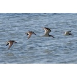 Black Skimmers on South Padre Island. Photo by Mark Rosenstein. All rights reserved.