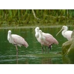 Roseate Spoonbills. Photo by Rick Taylor. Copyright Borderland Tours. All rights reserved.
