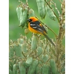 Hooded Oriole. Photo by Rick Taylor. Copyright Borderland Tours. All rights reserved.