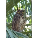 Great Horned Owl. Photo by Mark Rosenstein. All rights reserved.   