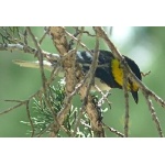 Golden-cheeked Warbler 2. Photo by Rick Taylor. Copyright Borderland Tours. All rights reserved.