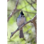 Black-crested Titmouse. Photo by Mark Rosenstein. All rights reserved.