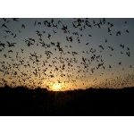 Mexican Free-tailed Bats, sundown, Río Frío Cave. Photo by Rick Taylor. Copyright Borderland Tours. All rights reserved.  