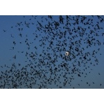 Mexican Free-tailed Bats, moonrise, Río Frío Cave. Photo by Rick Taylor. Copyright Borderland Tours. All rights reserved.  