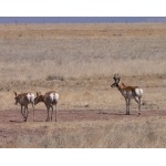 Pronghorns near Valentine. Photo by Rick Taylor. Copyright Borderland Tours. All rights reserved.