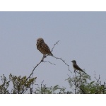 Burrowing Owl and Western Kingbird. Photo by Rick Taylor. Copyright Borderland Tours. All rights reserved.