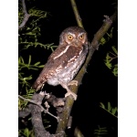 Elf Owl, Big Bend National Park. Photo by Rick Taylor. Copyright Borderland Tours. All rights reserved.
