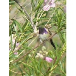 Lucifer Hummingbird in desert willow. Photo by Rick Taylor. Copyright Borderland Tours. All rights reserved.