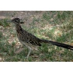 Greater Roadrunner. Photo by Rick Taylor. Copyright Borderland Tours. All rights reserved.