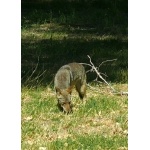 Coyote. Photo by Rick Taylor. Copyright Borderland Tours. All rights reserved.