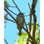 Colima Warbler 2. Photo by Rick Taylor. Copyright Borderland Tours. All rights reserved.