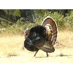 Wild Turkey tom. Photo by Rick Taylor. Copyright Borderland Tours. All rights reserved.